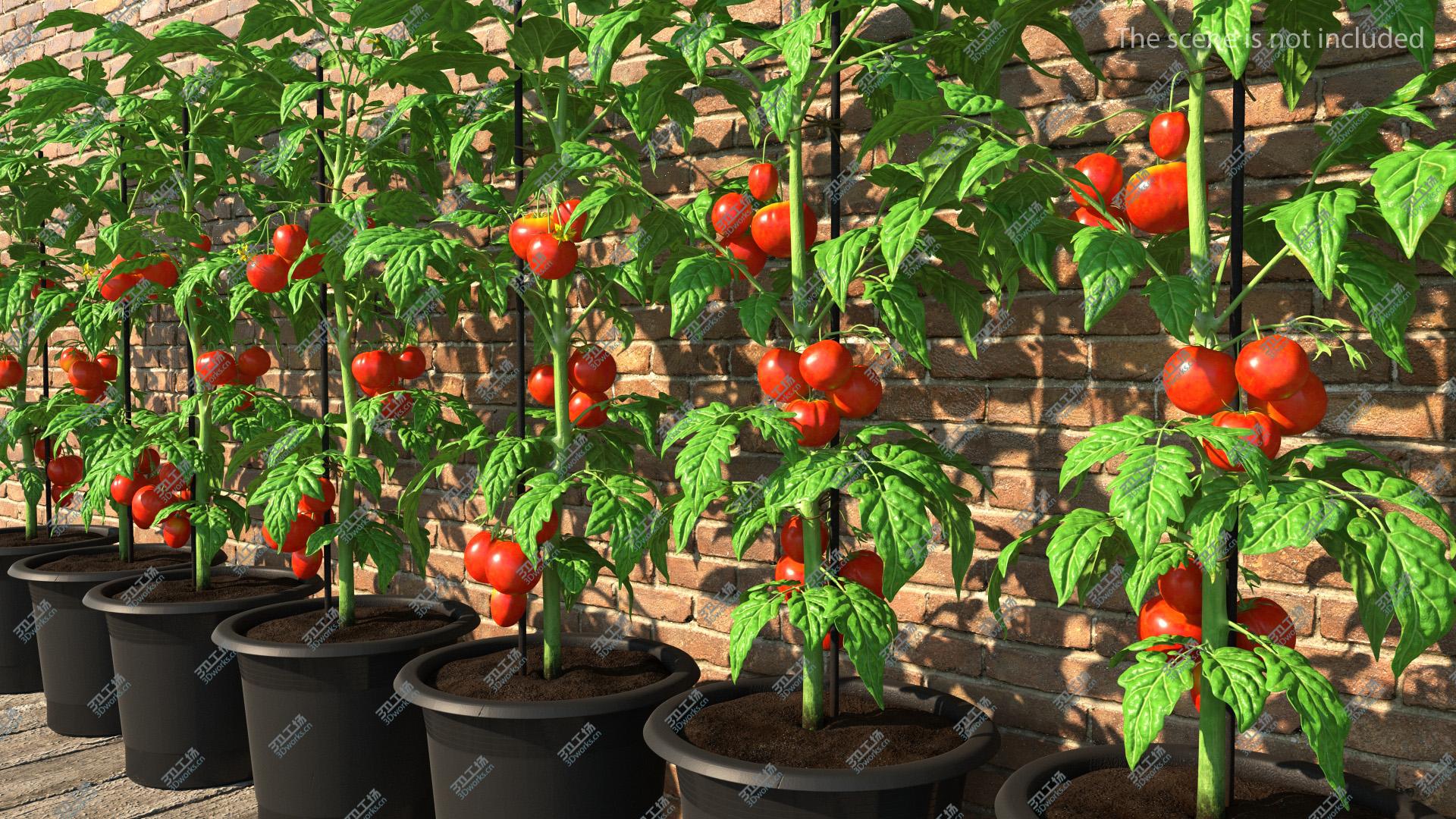 images/goods_img/202105072/3D model Red Tomato Plant Grown Pot/5.jpg